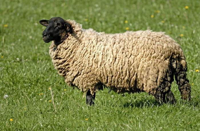 a sheep at pasture with large dags on the rear