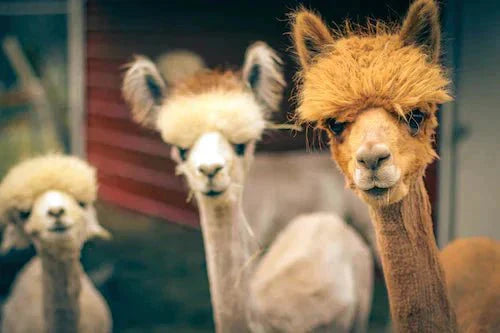 A herd of recently sheared alpacas and llamas