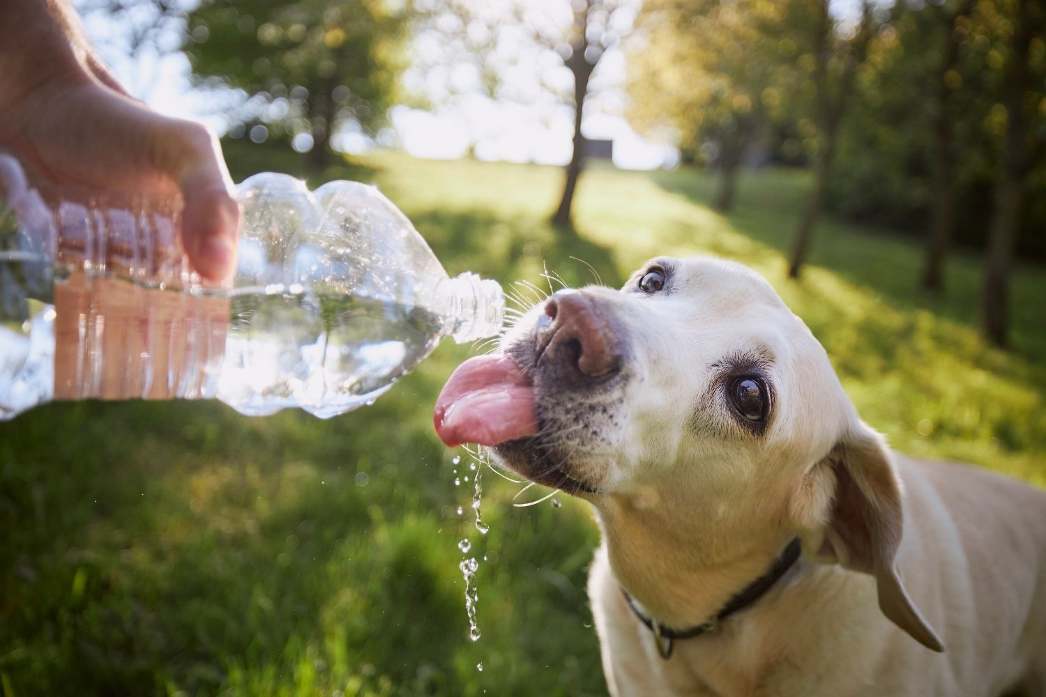 A yellow labrador drinking from a water poured from a water bottle on a sunny day to keep cool and hydrated