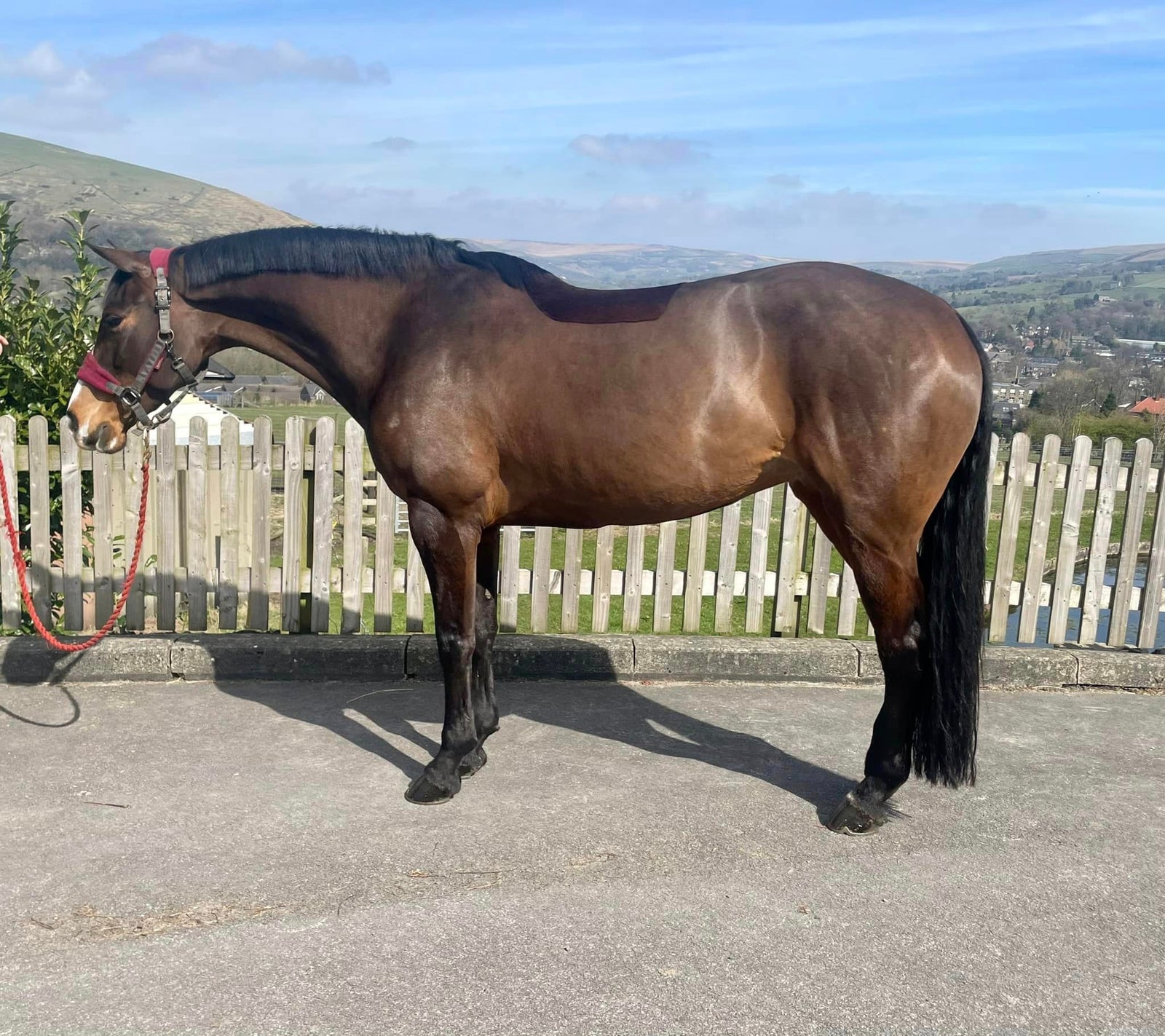 A freshly clipped horse hot clothed after clipping for a shiny coat