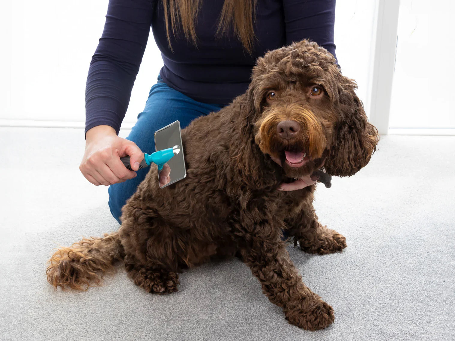 A chocolate labradoodle being brushed using a slicker brush