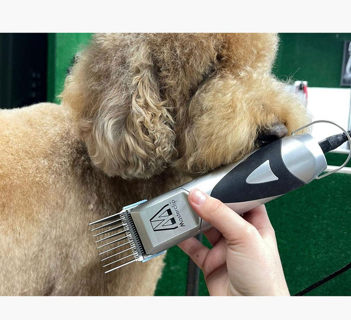 Your First Home Clip For Your Dog - Masterclip