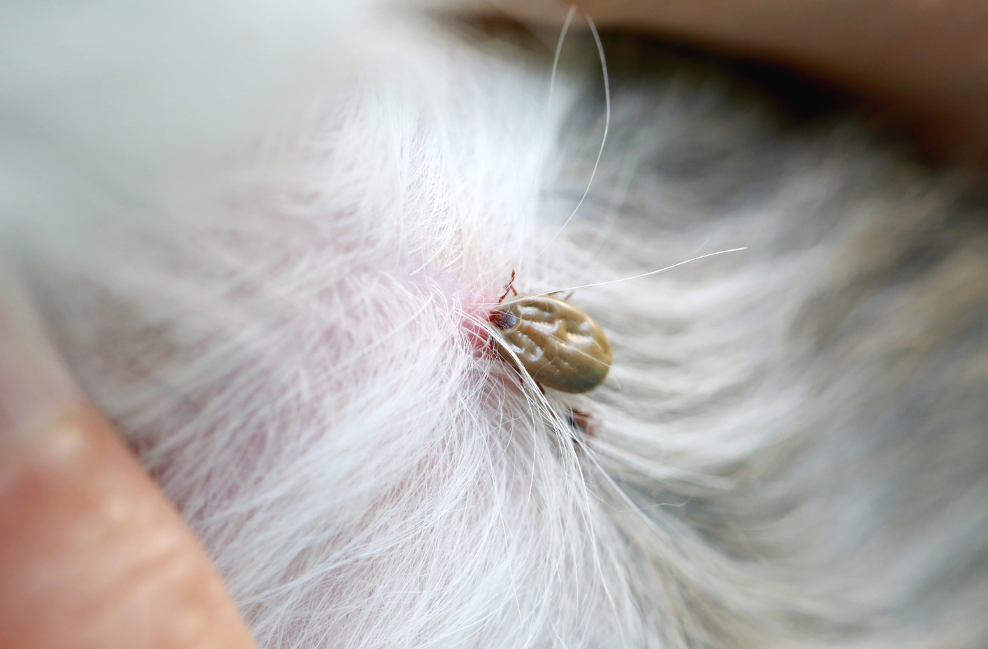 Checking your pets for ticks - Masterclip