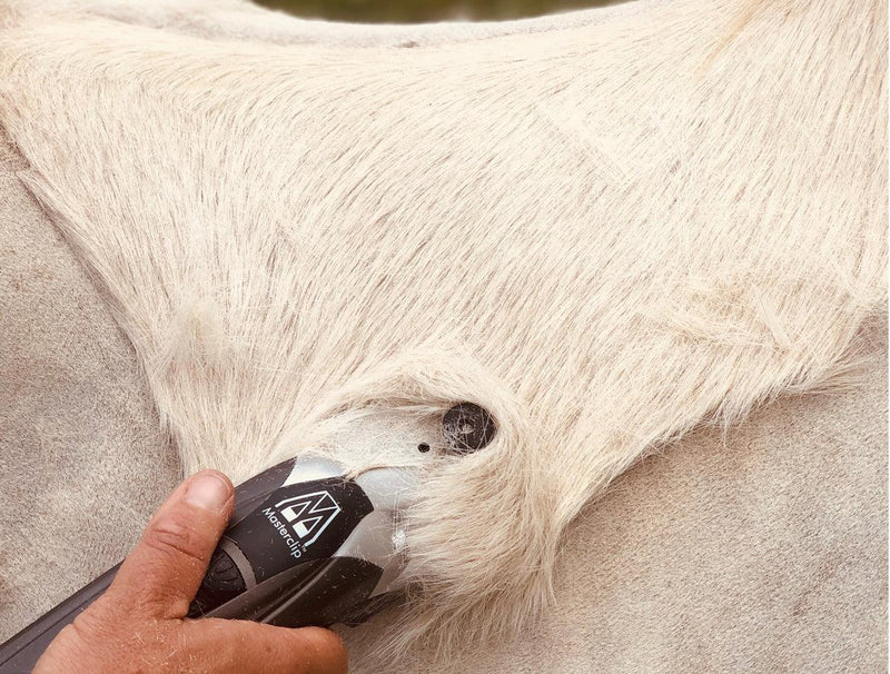 Clipping a thick coated horse with the masterclip HD Roamer clippers