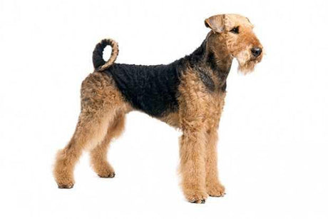 Airedale - Masterclip