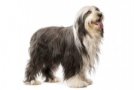 Bearded Collie - Masterclip