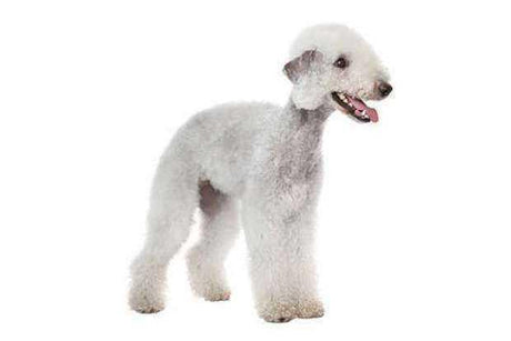 Bedlington Terrier - Masterclip