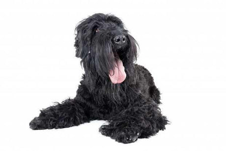 Black Russian Terrier - Masterclip
