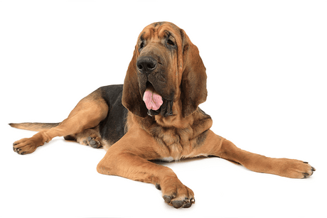 Bloodhound - Masterclip