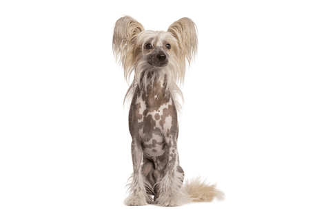 Chinese Crested Dog - Masterclip