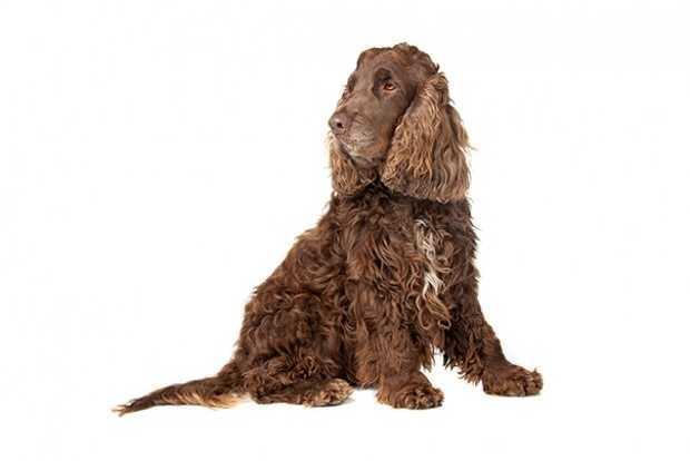 Master Cocker Cocker Spaniel – Masterclip