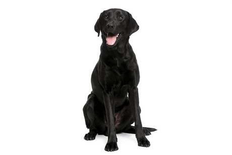 Labrador Retriever - Masterclip