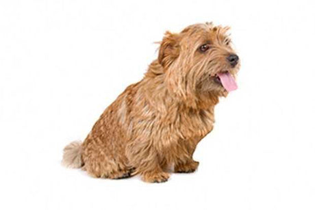 Norfolk Terrier - Masterclip