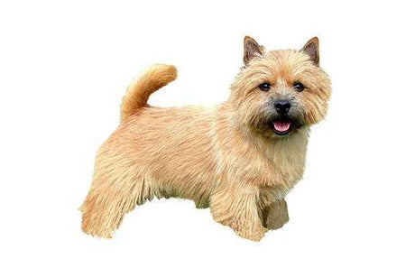 Norwich Terrier - Masterclip