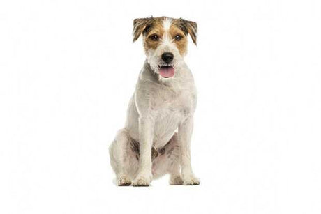 Parson Russell Terrier - Masterclip