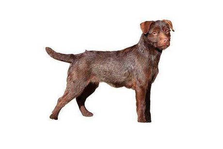 Patterdale Terrier - Masterclip