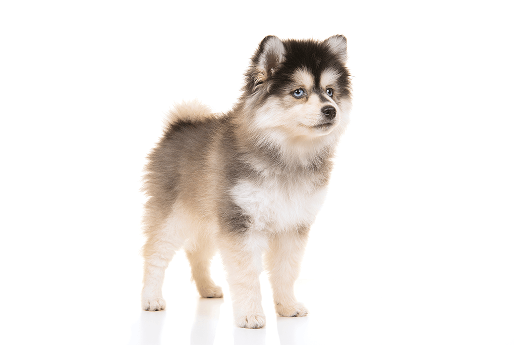 Pomsky Dog Clippers UK | Grooming Kits | Masterclip