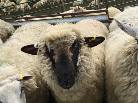 Sheep Shears