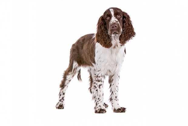 Best dog clippers discount for springer spaniel