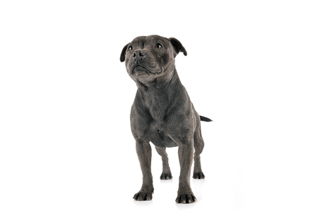 Staffordshire Bull Terrier - Masterclip
