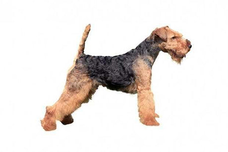 Welsh Terrier - Masterclip