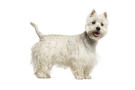 West Highland Terrier - Masterclip