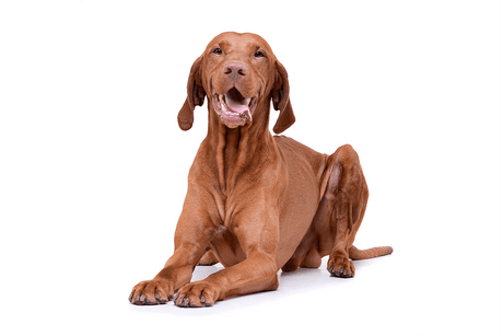 Wire-Haired Hungarian Vizsla - Masterclip
