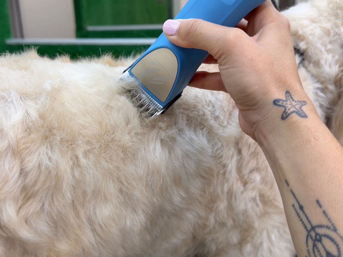 Labradoodle Clipper Set - Cordless MAX