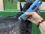 Cocker Spaniel Dog Clipper Set - Cordless MAX with 4 Comb Guides