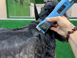 Cocker Spaniel Dog Clipper Set - Cordless MAX with 4 Comb Guides