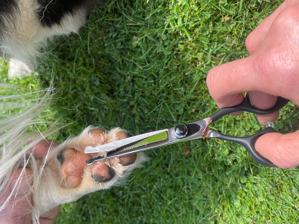 ONYX - 6” Premium Bull Nose Dog Grooming Scissors Shears | Right Handed