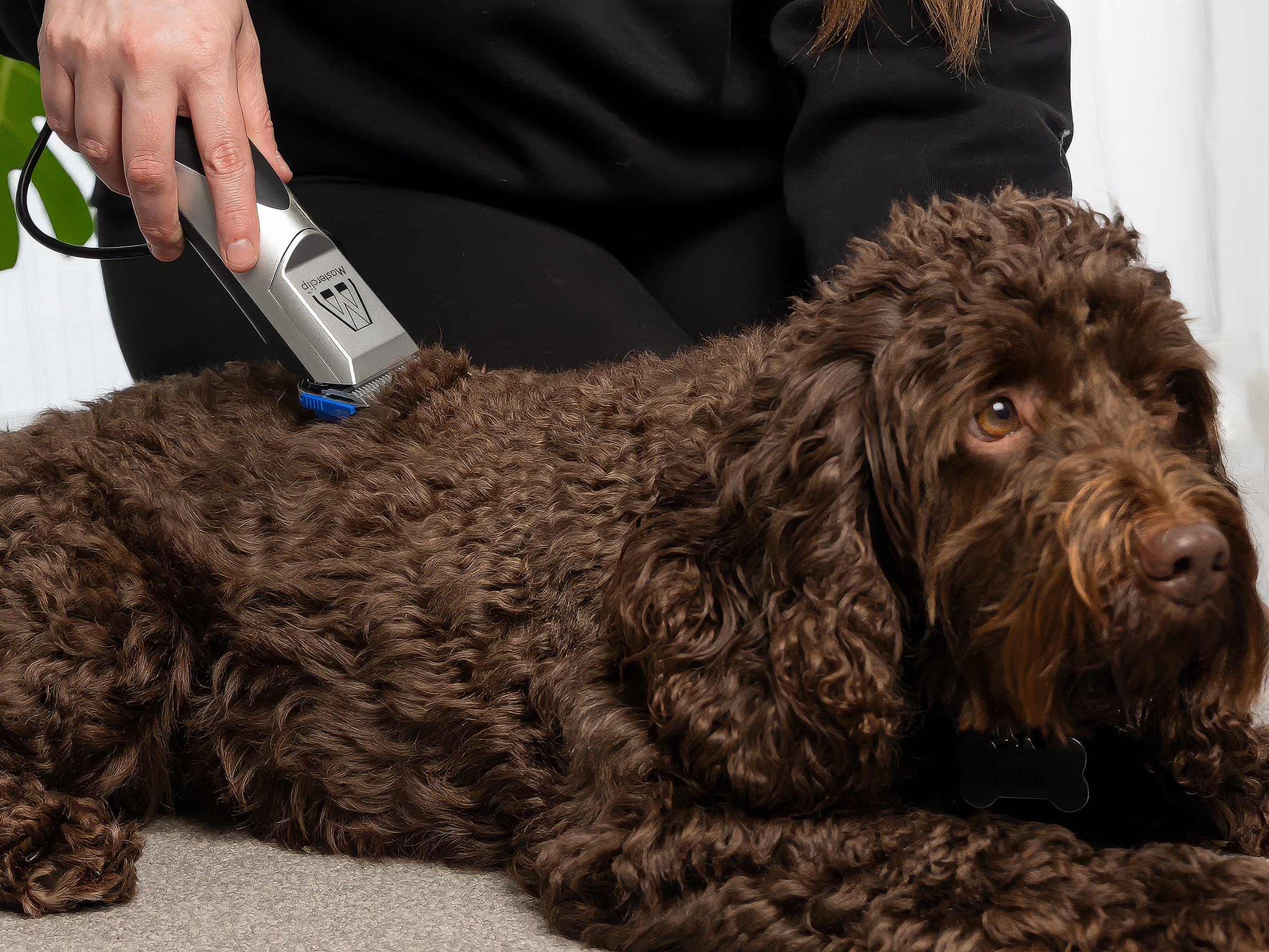 Best clippers for cocker spaniel grooming hotsell