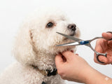 Bichonpoo ESSENTIALS - Set of 4 Dog Grooming Scissors