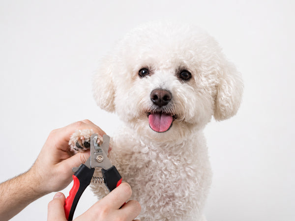 Bichonpoo Nail Clippers | SMALL