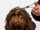 Cockapoo ESSENTIAL Double Scissor Pack - Safety Bull Nose & Thinning Scissor Combo - BLACK
