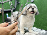 Lhasa Apso ESSENTIALS Thinning Scissors - BLACK