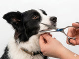 Border Collie ESSENTIALS - Set of 4 Dog Grooming Scissors