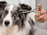 Border Collie ESSENTIAL Scissor Pack - Safety Bull Nose & Thinning Scissor Combo