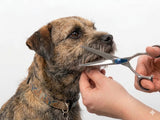 Border Terrier ESSENTIALS - Set of 4 Dog Grooming Scissors