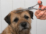 Border Terrier ESSENTIAL Scissor Pack - Safety Bull Nose & Thinning Scissor Combo