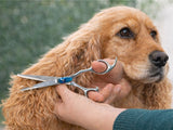 Masterclip essential bull nose safety scissors trimming a cocker spaniels ears - action shot