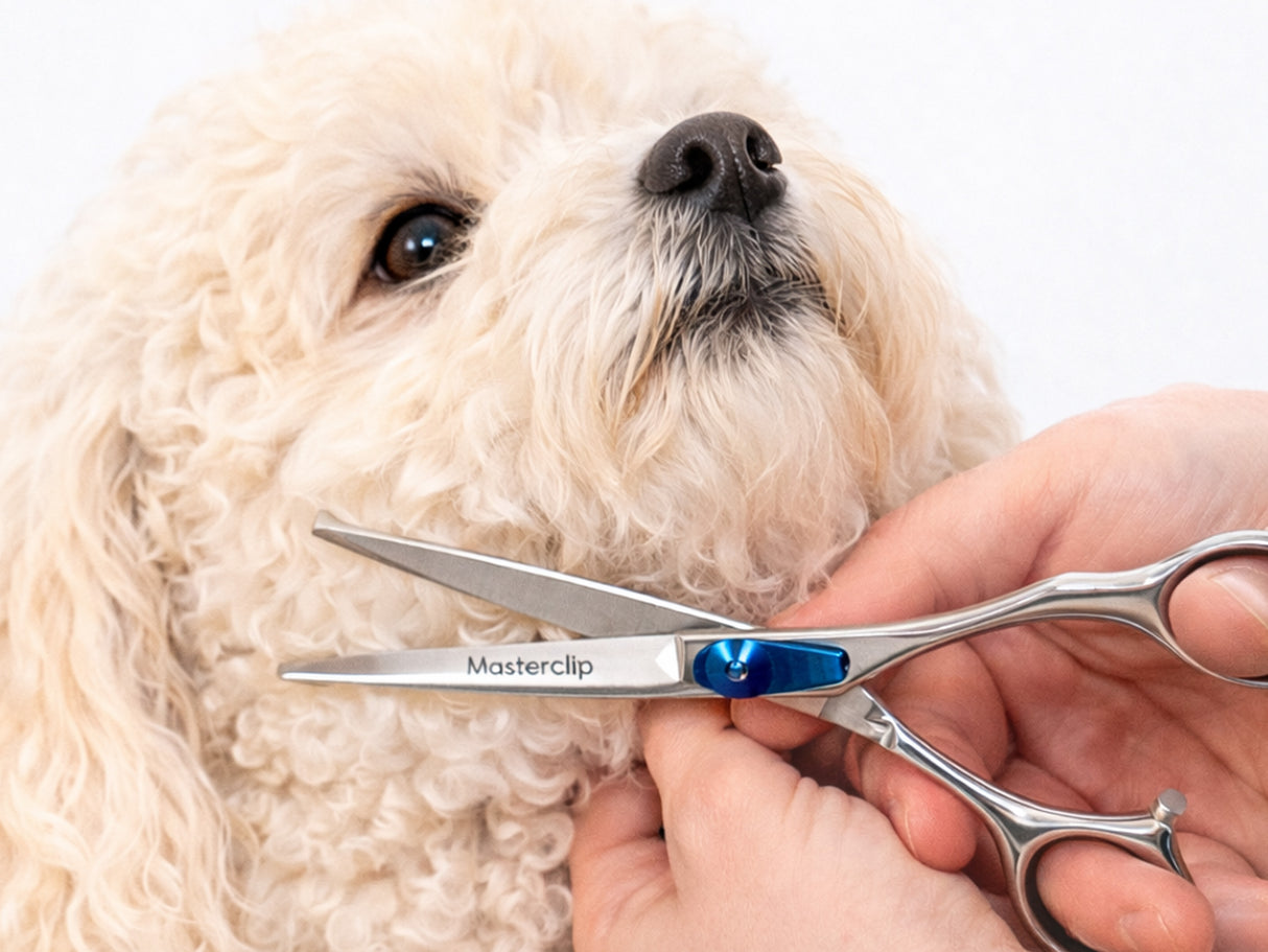 Maltipoo ESSENTIAL Scissor Pack - Safety Bull Nose & Thinning Scissor Combo