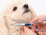Maltipoo ESSENTIAL Scissor Pack - Safety Bull Nose & Thinning Scissor Combo