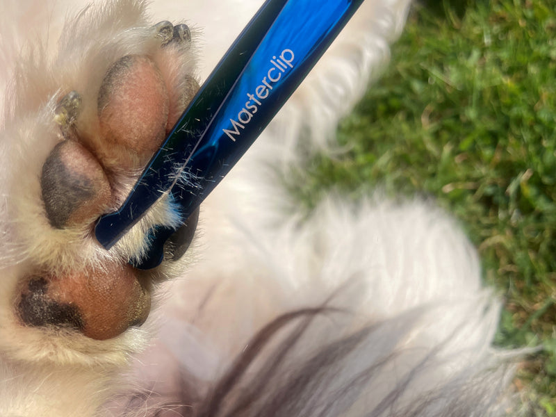TOPAZ - 6” Premium Bull Nose High Gloss Blue Dog Grooming Scissors Shears | Right Handed