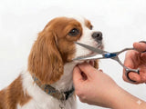Cavalier King Charles Spaniel ESSENTIALS - Set of 4 Dog Grooming Scissors