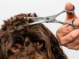Cockapoo ESSENTIAL Double Scissor Pack - Safety Bull Nose & Thinning Scissor Combo - BLACK