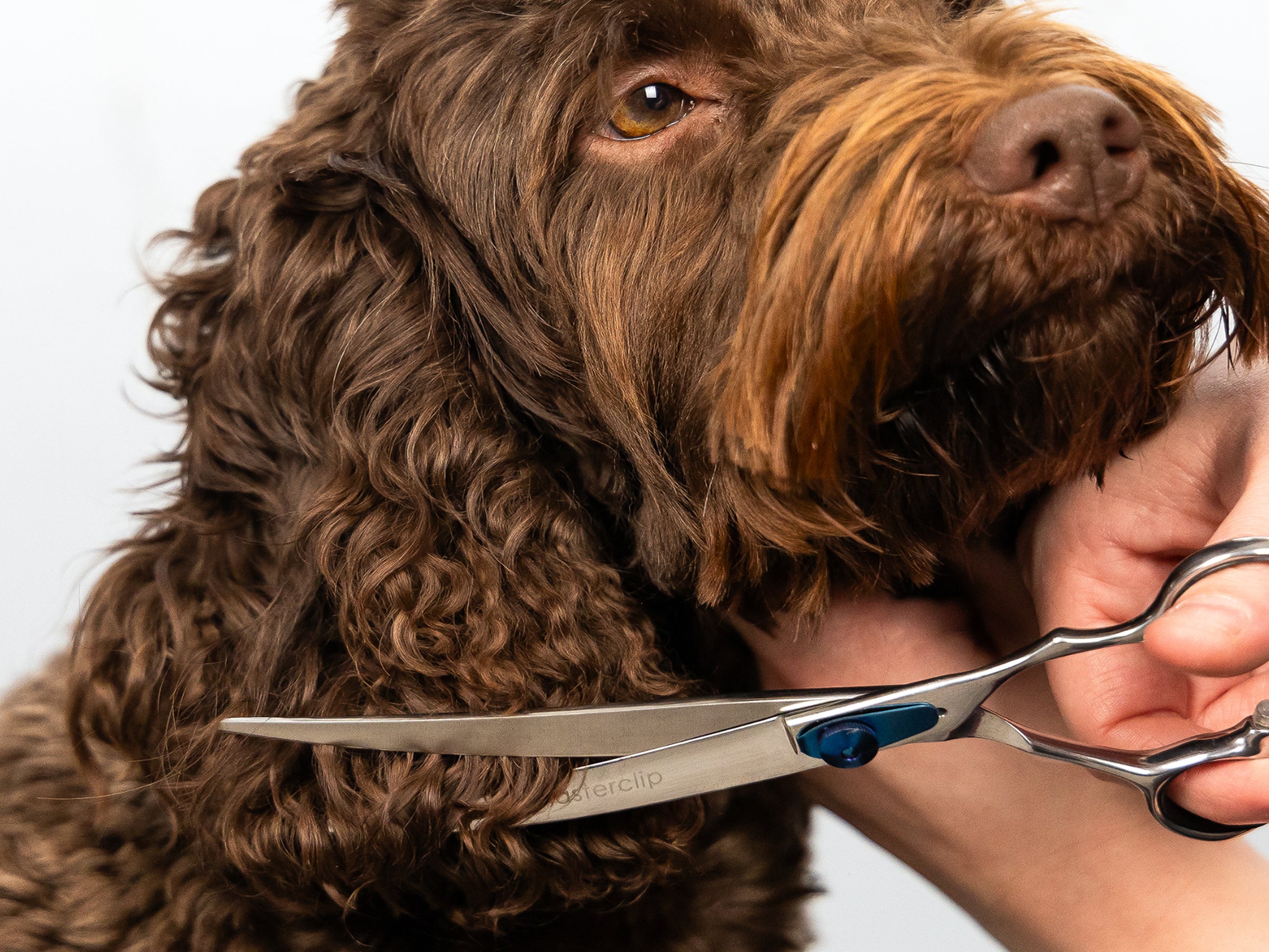 Best dog grooming scissors sales kit