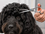 Cockapoo ESSENTIAL Scissor Pack - Safety Bull Nose & Thinning Scissor Combo