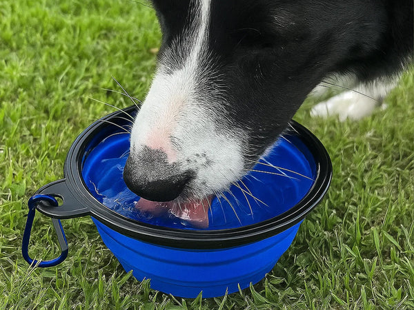 Collapsible Folding Travel Water Bowl with Carabiner Clip - Blue