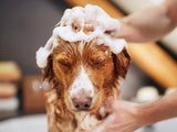 Wildwash Stinky Dog Shampoo